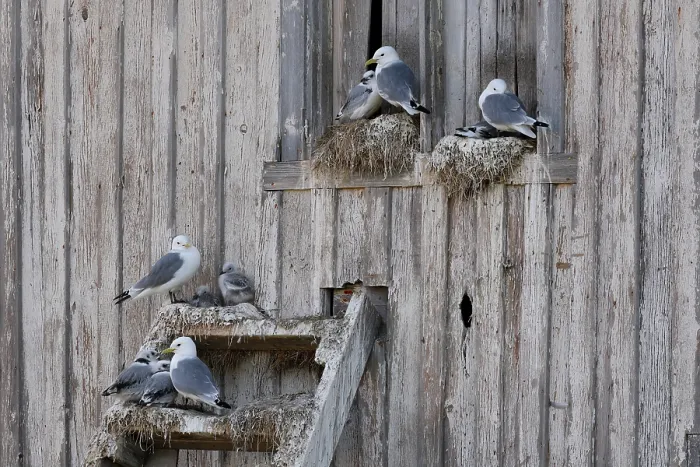 Framed Print : Kittiwakes (Rissa tridactyla) nesting on an old wooden house in the city, Kiberg, Norway. July Framed Print : Kittiwakes (Rissa tridactyla) nesting on an old wooden house in the city, Kiberg, Norway. July
