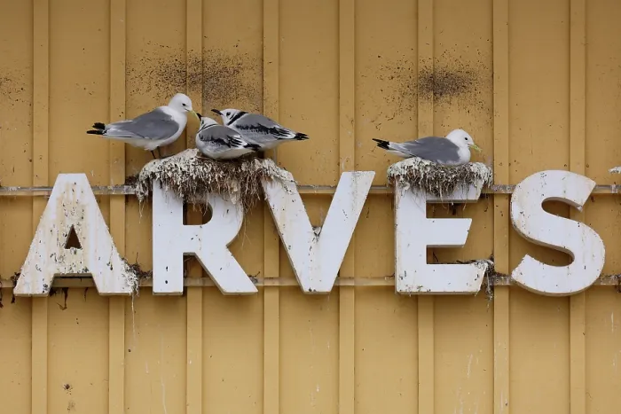 Framed Print : Kittiwakes (Rissa tridactyla) nesting on a sign on side of a building, Batsfjord, Norway. July Framed Print : Kittiwakes (Rissa tridactyla) nesting on a sign on side of a building, Batsfjord, Norway. July
