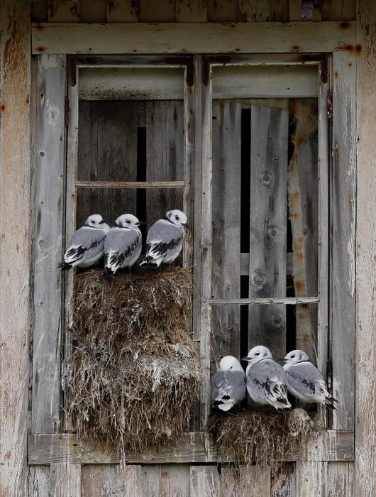 Framed Print : Kittiwakes (Rissa tridactyla) nesting on a window in the city, Kiberg, Norway. July Framed Print : Kittiwakes (Rissa tridactyla) nesting on a window in the city, Kiberg, Norway. July