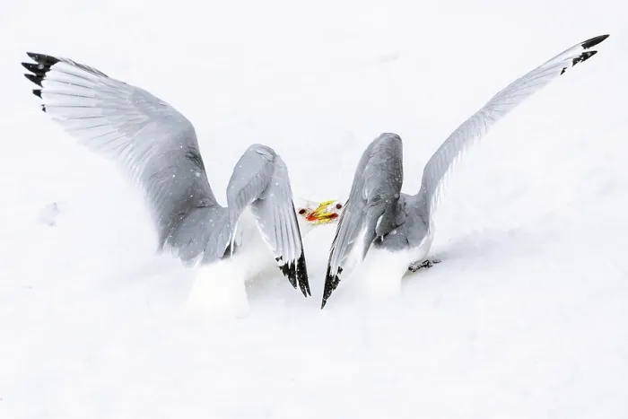 Framed Print : Two Kittiwakes (Rissa tridactylus) fighting for nesting space and dominance in the snow, Hornoya, Varanger, Finnmark, Norway. March Framed Print : Two Kittiwakes (Rissa tridactylus) fighting for nesting space and dominance in the snow, Hornoya, Varanger, Finnmark, Norway. March