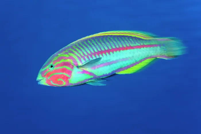 Framed Print : Klunzinger's wrasse (Thalassoma klunzingeri) male, portrait, Sharm El Shiekh, Sinai, Egypt, Red Sea Framed Print : Klunzinger's wrasse (Thalassoma klunzingeri) male, portrait, Sharm El Shiekh, Sinai, Egypt, Red Sea