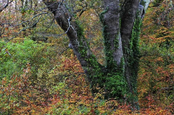Framed Print : The Knightwood Oak (Quercus robur), New Forest, Hampshire, November Framed Print : The Knightwood Oak (Quercus robur), New Forest, Hampshire, November