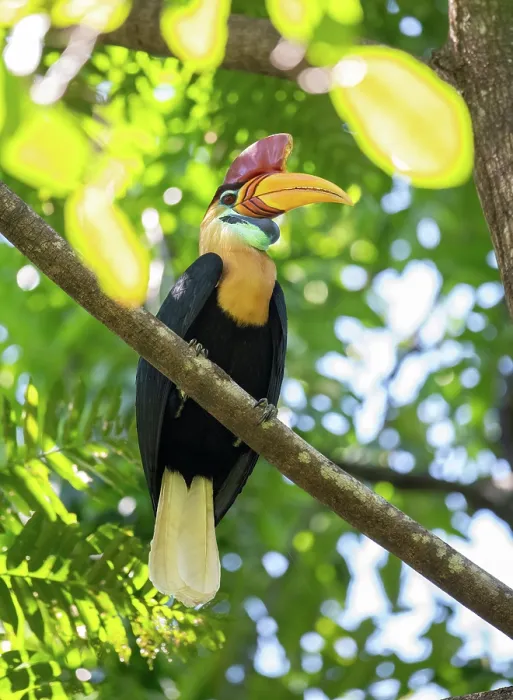 Framed Print : Knobbed hornbill (Rhyticeros cassidix) perched on branch, Tangkoko, Sulawesi, Indonesia Framed Print : Knobbed hornbill (Rhyticeros cassidix) perched on branch, Tangkoko, Sulawesi, Indonesia
