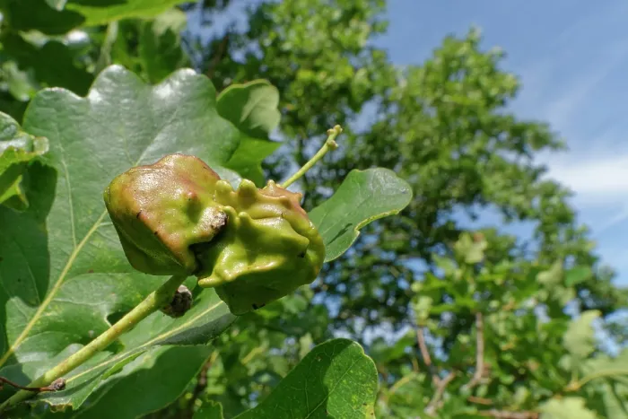 Framed Print : Knopper galls caused by the Knopper gall wasp (Andricus quercuscalicis) on a Pedunculate oak (Quercus robur) acorn, Wiltshire, England, UK. September