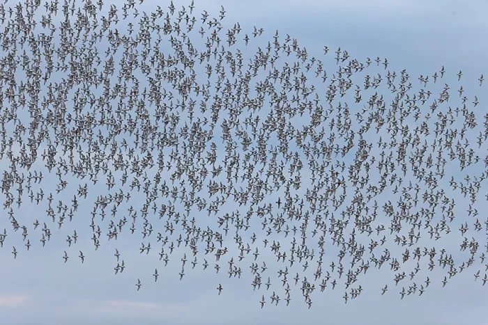 Framed Print : Knot (Calidris canutus) flock in flight, Norfolk, England, UK. July Framed Print : Knot (Calidris canutus) flock in flight, Norfolk, England, UK. July