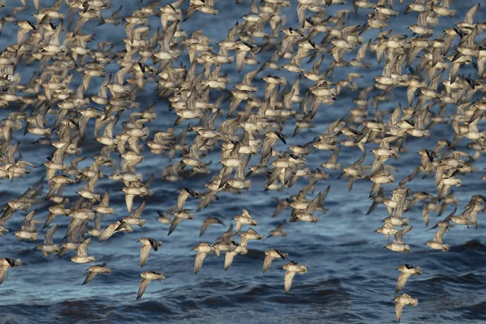 Framed Print : Knot (Calidris canutus) flock in flight over water, Norfolk, England, UK. February