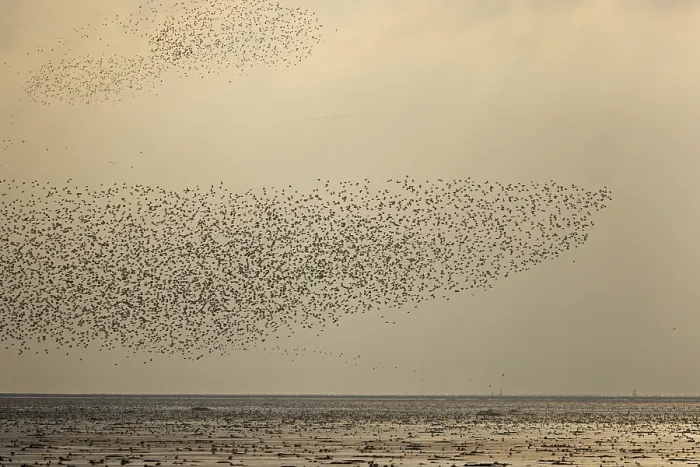 Framed Print : Knots (Calidris canutus) flock murmuration over water in evening light, Snettisham RSPB, The Wash, Norfolk, England, UK. September
