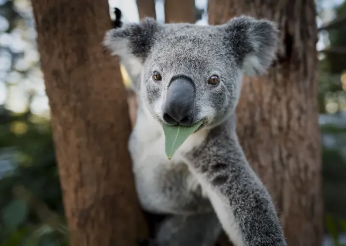 Framed Print : Koala (Phascolarctos cinereus), rescued joey eating gum leaf whilst in tree Framed Print : Koala (Phascolarctos cinereus), rescued joey eating gum leaf whilst in tree