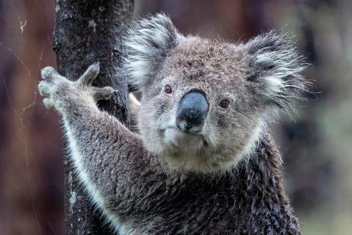 Framed Print : Koala (Phascolarctos cinereus) clinging on to a tree after rain, Wildlife Wonders, Apollo Bay, Victoria, Australia Framed Print : Koala (Phascolarctos cinereus) clinging on to a tree after rain, Wildlife Wonders, Apollo Bay, Victoria, Australia