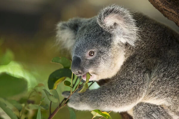 Koala (Phascolarctos cinereus) feeding on leaves, Queensland, Australia, captive