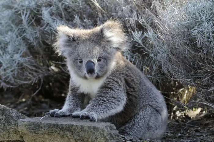 Framed Print : Koala (Phascolarctos cinereus) juvenile, sitting on the ground, Otway National Park Framed Print : Koala (Phascolarctos cinereus) juvenile, sitting on the ground, Otway National Park
