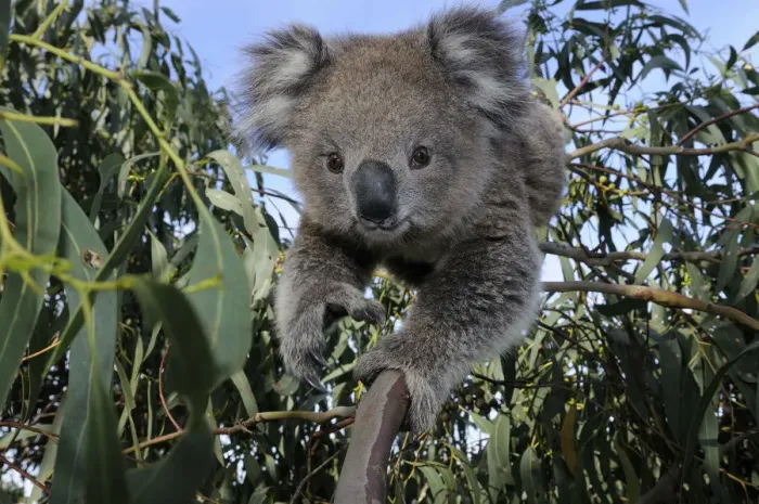 Framed Print : Koala (Phascolarctos cinereus) juvenile in tree, Otway National Park, Victoria, Australia