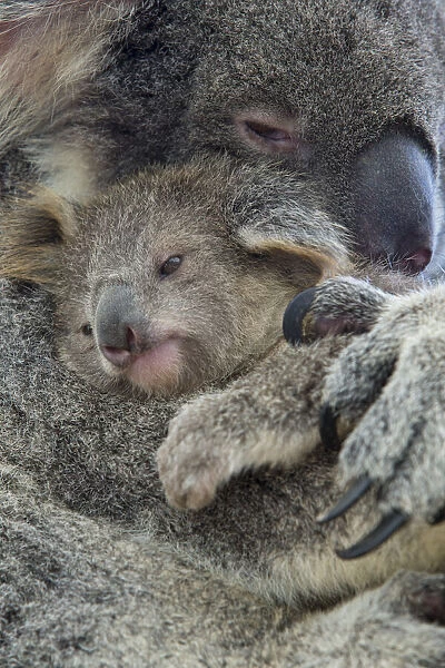 Koala (Phascolarctos cinereus) mother with joey aged eight months, Queensland, Australia, captive