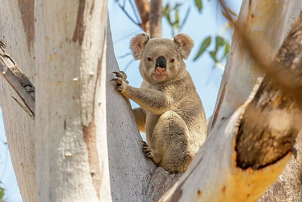 Koala (Phascolarctos cinereus) resting during the day in large Eucalypt (Eucalyptus sp. ) tree, Goonderoo Nature Reserve, Queensland, Australia