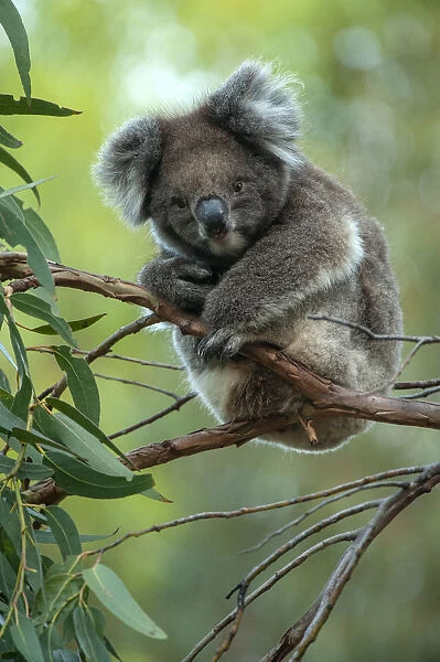Koala (Phascolarctos cinereus) sitting in Manna gum (Eucalyptus viminalis) tree, Kangaroo Island
