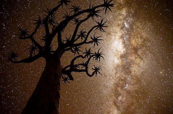 Kokerboom or Quiver Tree (Aloe dichotoma) at night with starry sky, Kalahari, Namibia