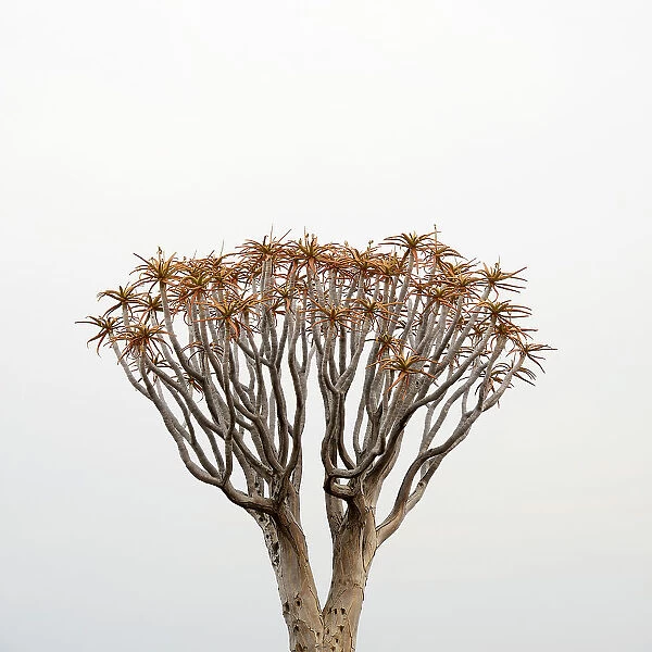 Kokerboom or Quiver Tree (Aloe dichotoma) in mist, Quiver tree forest, Kalahari, Namibia