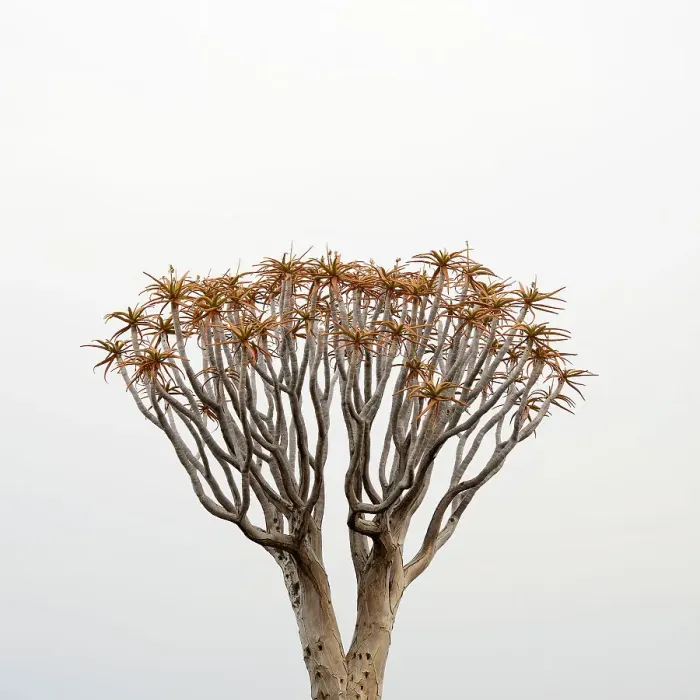 Framed Print : Kokerboom or Quiver Tree (Aloe dichotoma) in mist, Quiver tree forest, Kalahari, Namibia Framed Print : Kokerboom or Quiver Tree (Aloe dichotoma) in mist, Quiver tree forest, Kalahari, Namibia