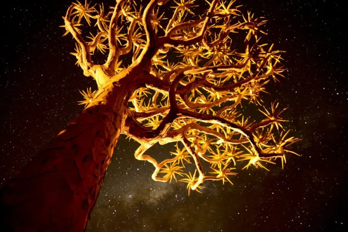 Framed Print : Kokerboom or Quiver Tree (Aloe dichotomum), a species of aloe indigenous to Southern Framed Print : Kokerboom or Quiver Tree (Aloe dichotomum), a species of aloe indigenous to Southern