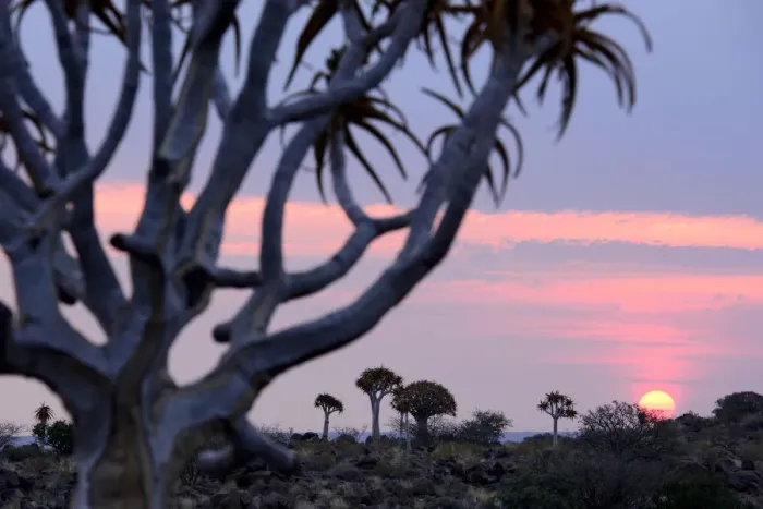 Framed Print : Kokerboom or Quiver Tree (Aloe dichotomum), a species of aloe indigenous to Southern Framed Print : Kokerboom or Quiver Tree (Aloe dichotomum), a species of aloe indigenous to Southern