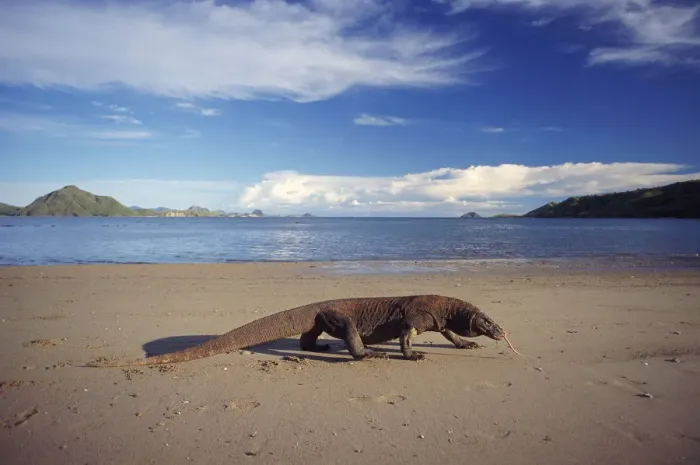 Framed Print : Komodo dragon on beach, Komodo Is (Varanus komodoensis) Indonesia