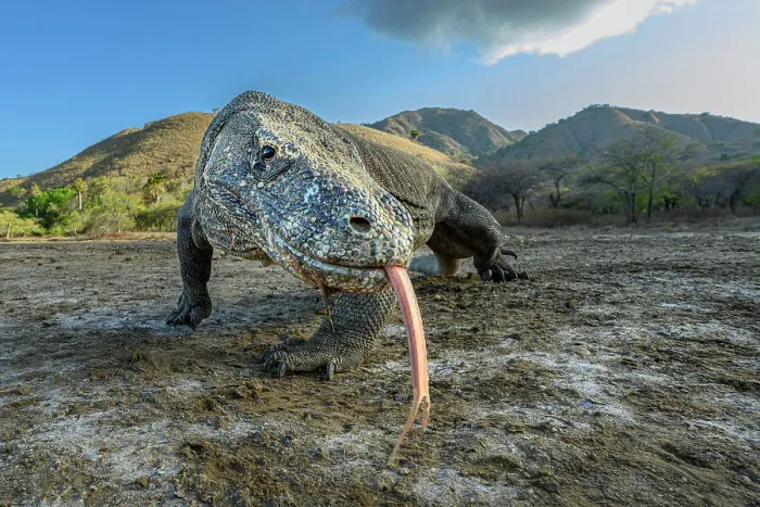 Framed Print : Komodo dragon (Varanus komodoensis) male, foraging in mangove / inter-tidal zone at low tide, Komodo Island, Komodo National Park, Indonesia. Endangered Framed Print : Komodo dragon (Varanus komodoensis) male, foraging in mangove / inter-tidal zone at low tide, Komodo Island, Komodo National Park, Indonesia. Endangered