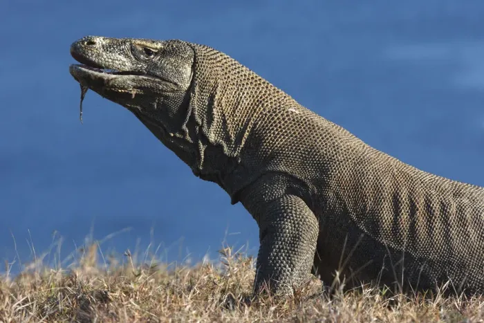 Framed Print : Komodo dragon (Varanus komodoensis) Rinca Island, Indonesia Framed Print : Komodo dragon (Varanus komodoensis) Rinca Island, Indonesia