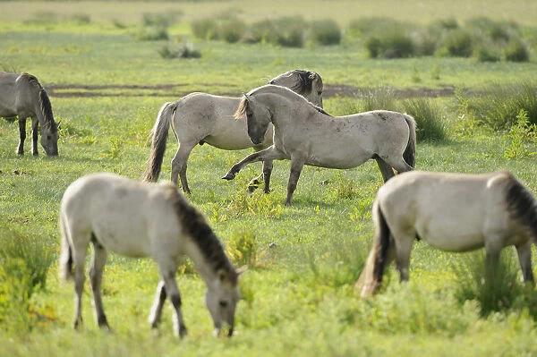 Konik horse (Equus caballus) herd grazing with two stallions interacting, Wicken Fen