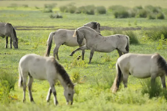 Framed Print : Konik horse (Equus caballus) herd grazing with two stallions interacting, Wicken Fen Framed Print : Konik horse (Equus caballus) herd grazing with two stallions interacting, Wicken Fen