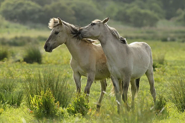 Konik horse (Equus caballus) mutual grooming, wild herd in rewilding project, Wicken Fen
