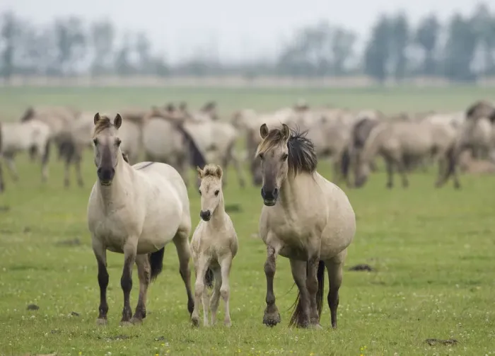 Framed Print : Konik horse family, Oostvaardersplassen, Netherlands, June 2009 Framed Print : Konik horse family, Oostvaardersplassen, Netherlands, June 2009