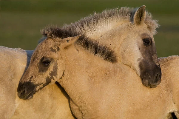 Two Konik horse foals mutual grooming, Oostvaardersplassen, Netherlands, June 2009