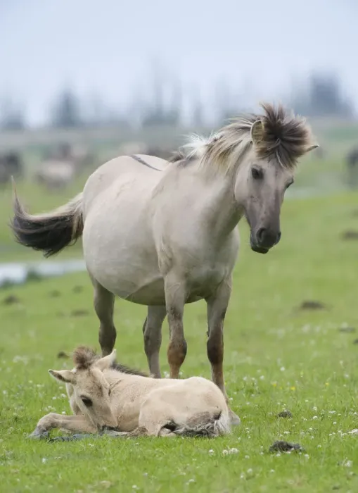 Framed Print : Konik horse, mare standing over young foal, Oostvaardersplassen, Netherlands, June 2009 Framed Print : Konik horse, mare standing over young foal, Oostvaardersplassen, Netherlands, June 2009