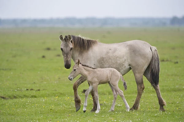 Konik horse, mare with young foal, Oostvaardersplassen, Netherlands, June 2009
