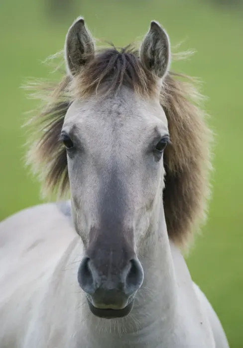 Framed Print : Konik horse, portrait of stallion, Oostvaardersplassen, Netherlands, June 2009 Framed Print : Konik horse, portrait of stallion, Oostvaardersplassen, Netherlands, June 2009