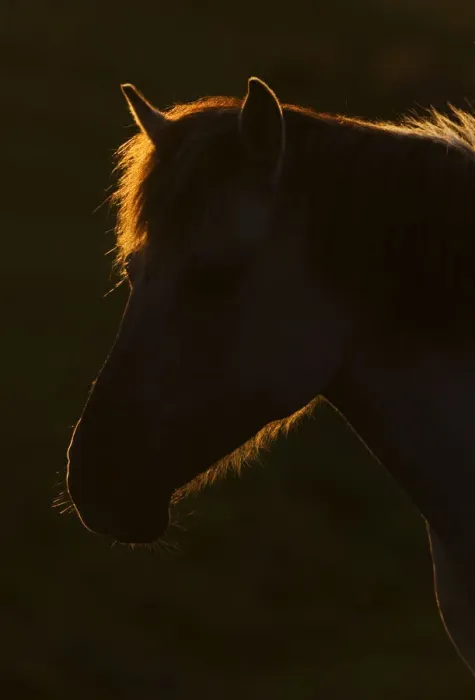 Framed Print : Konik horse silhouetted and backlit at sunset, Oostvaardersplassen, Netherlands Framed Print : Konik horse silhouetted and backlit at sunset, Oostvaardersplassen, Netherlands