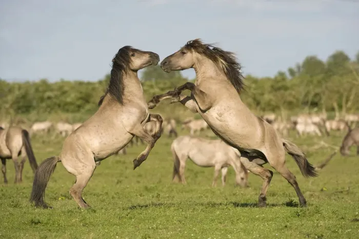 Framed Print : Two Konik horse stallions fighting during breeding season, Oostvaardersplassen, Netherlands Framed Print : Two Konik horse stallions fighting during breeding season, Oostvaardersplassen, Netherlands