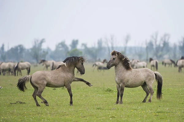 Konik horse, stallions squaring up ready to fight, Oostvaardersplassen, Netherlands