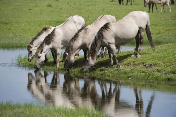 Framed Print : Konik horses drinking, Oostvaardersplassen, Netherlands, June 2009 Framed Print : Konik horses drinking, Oostvaardersplassen, Netherlands, June 2009