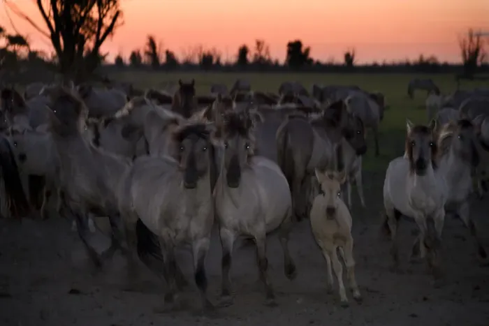 Framed Print : Konik horses at dusk, Oostvaardersplassen, Netherlands, June 2009. WWE INDOOR EXHIBITION Framed Print : Konik horses at dusk, Oostvaardersplassen, Netherlands, June 2009. WWE INDOOR EXHIBITION