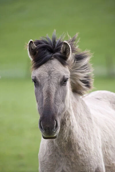Konik horses (Equus caballus) - wild Konik filly, Millingerwaard nature reserve