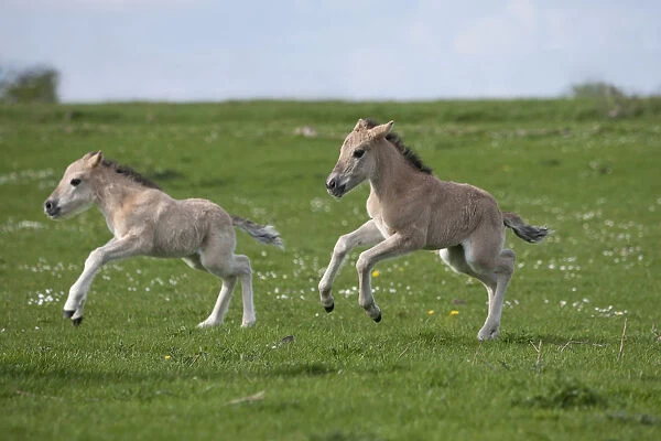 Konik horses (Equus caballus) - Two wild Konik young colts running one after the other
