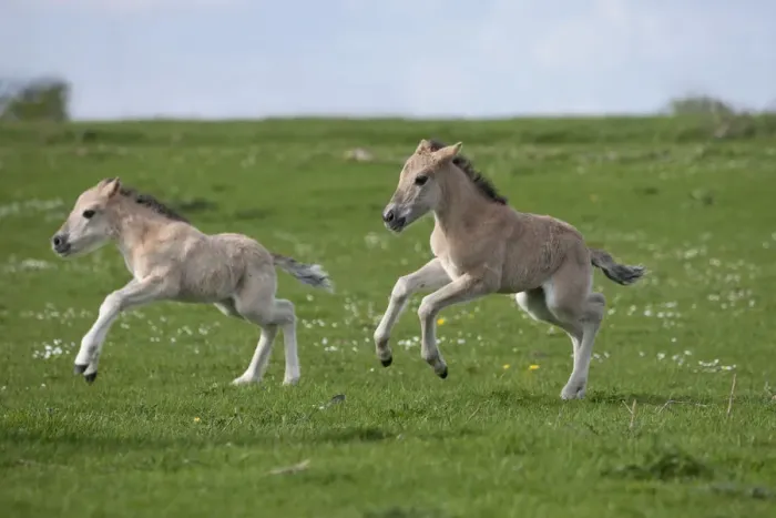 Framed Print : Konik horses (Equus caballus) - Two wild Konik young colts running one after the other Framed Print : Konik horses (Equus caballus) - Two wild Konik young colts running one after the other