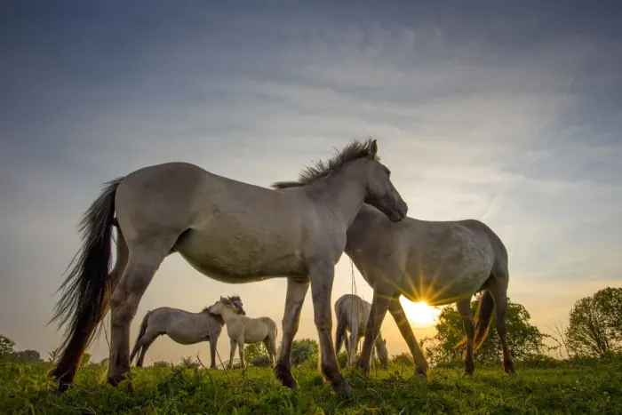 Framed Print : Konik horses (Equus ferus caballus) interacting at sunset, floodplain of the river Rijn Framed Print : Konik horses (Equus ferus caballus) interacting at sunset, floodplain of the river Rijn