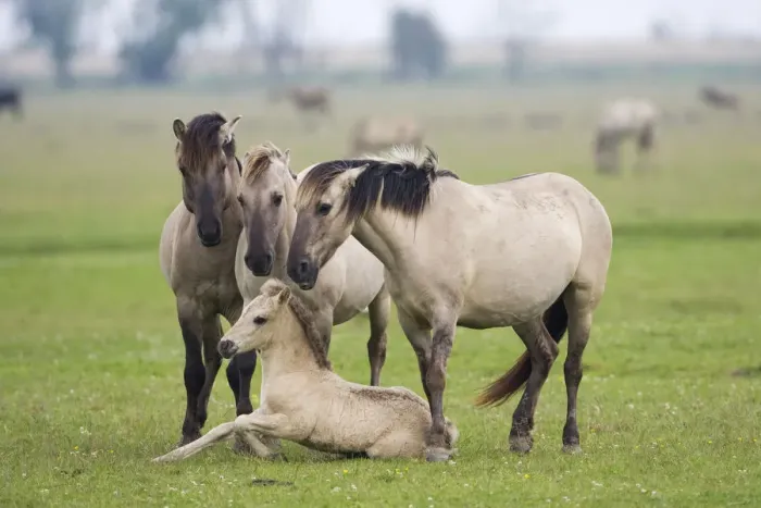 Framed Print : Konik horses, mares and a stallion encouraging young foal to stand up, Oostvaardersplassen