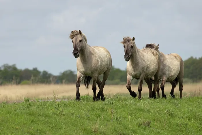 Framed Print : Three Konik ponies (Equus ferus caballus) running, Norfolk, UK. May. Conservation ponies being moved to a new area Framed Print : Three Konik ponies (Equus ferus caballus) running, Norfolk, UK. May. Conservation ponies being moved to a new area