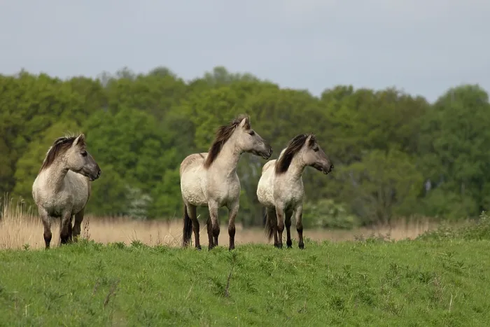 Framed Print : Three Konik ponies (Equus ferus caballus) standing on grass, Norfolk, UK. May. Conservation ponies being moved to a new area Framed Print : Three Konik ponies (Equus ferus caballus) standing on grass, Norfolk, UK. May. Conservation ponies being moved to a new area