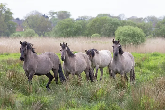 Framed Print : Four Konik ponies (Equus ferus caballus) walking through long grass, Norfolk, UK. May Framed Print : Four Konik ponies (Equus ferus caballus) walking through long grass, Norfolk, UK. May