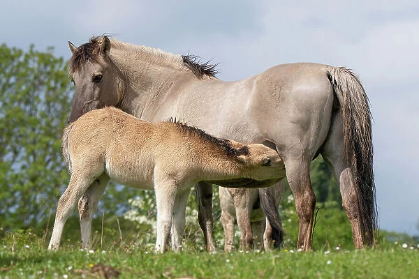 Konik wild horse (Equus ferus caballus) foal suckling its mother, Meinerswijk nature reserve, near Arnhem, the Netherlands. May