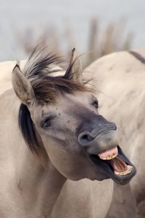 Framed Print : Konik Wild Horse (Equus ferus caballus) yawning. The Netherlands, November Framed Print : Konik Wild Horse (Equus ferus caballus) yawning. The Netherlands, November